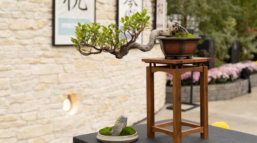 Plant Profile: Bonsai Tree - Tiger Bark Ficus