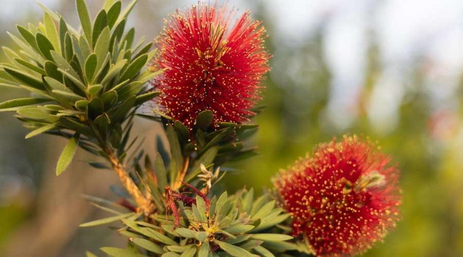 What's Blooming at The Leaf | Fall 2024