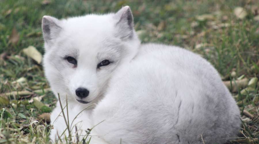 Creature Feature: Arctic Fox