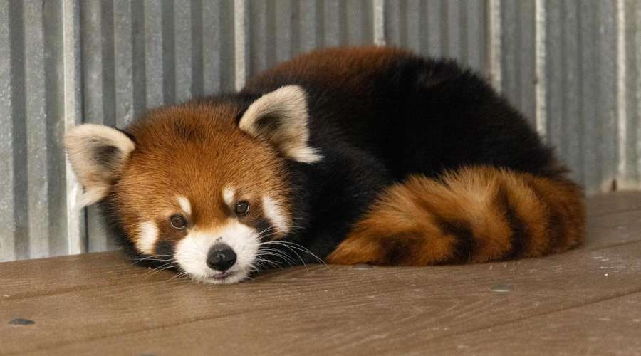 Furry, Red, and Fun: Our Red Panda Update