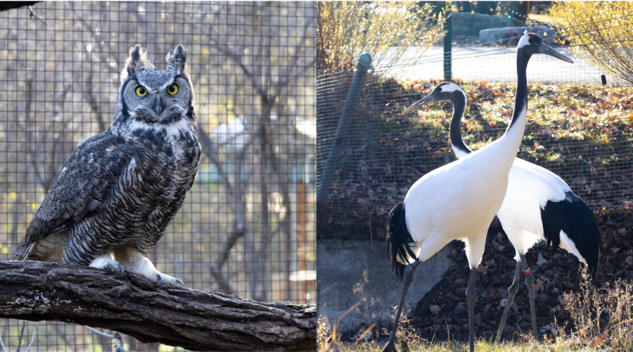 Hoot! Meet our Great Horned Owl and Red-Crowned Cranes