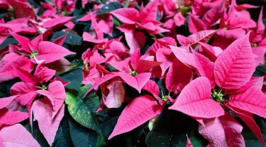 The Beautiful Poinsettia