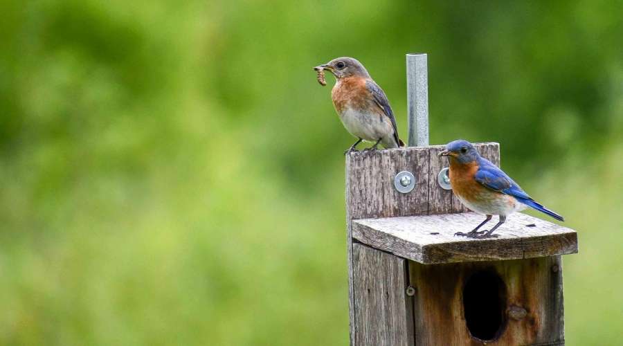 Looking Back and Moving Forward: Our Conservation Strategy Refresh