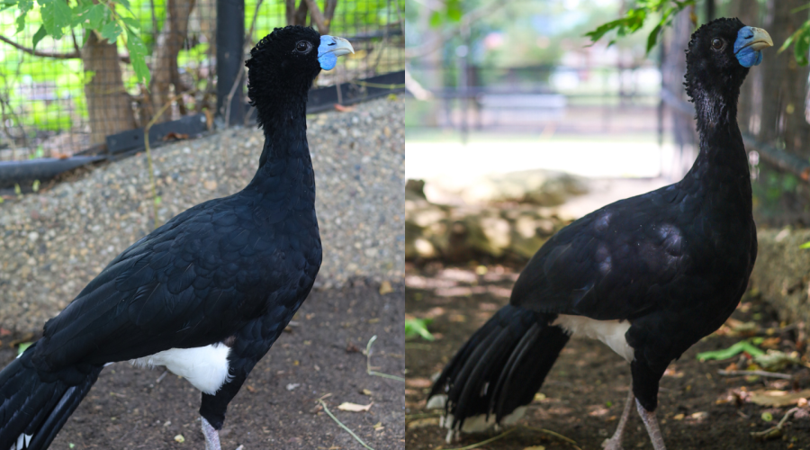 Creature Feature: Blue-billed Curassow