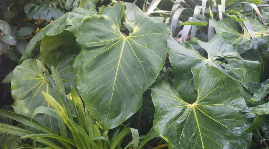 Plant Profile: Faustino's Giant Anthurium
