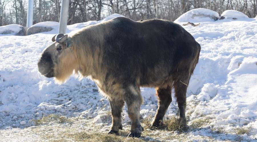 Creature Feature: Sichuan Takin