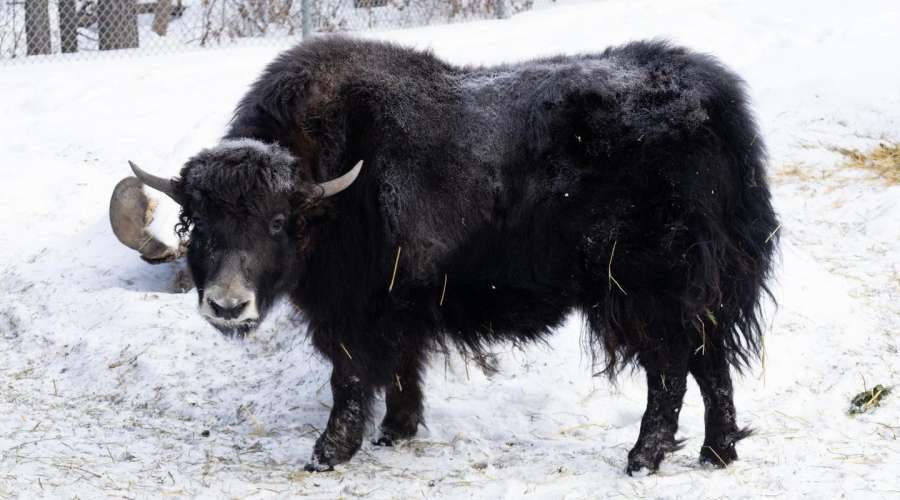 A Fresh Face: Meet Louise the Yak