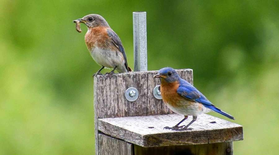 Protecting Urban Diversity