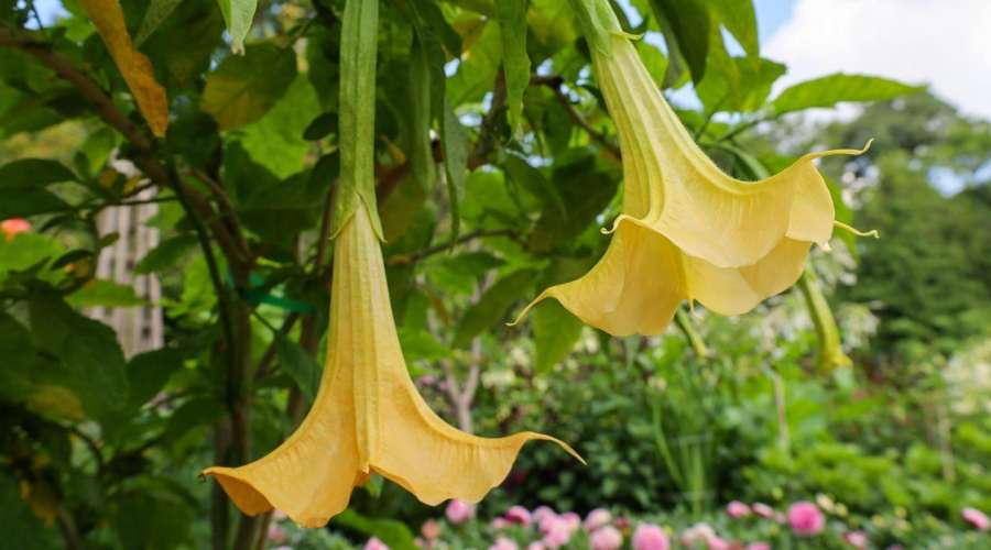 Plant Profile: Angel's Trumpet