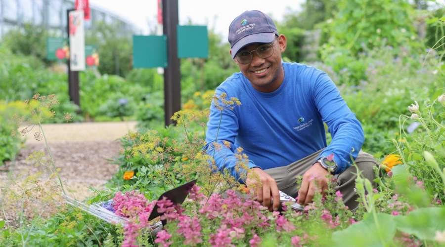 Harvesting in the Kitchen Garden
