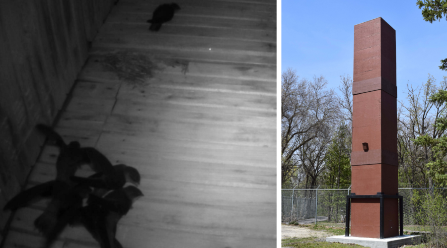 A Soaring Success: Chimney Swifts at Assiniboine Park