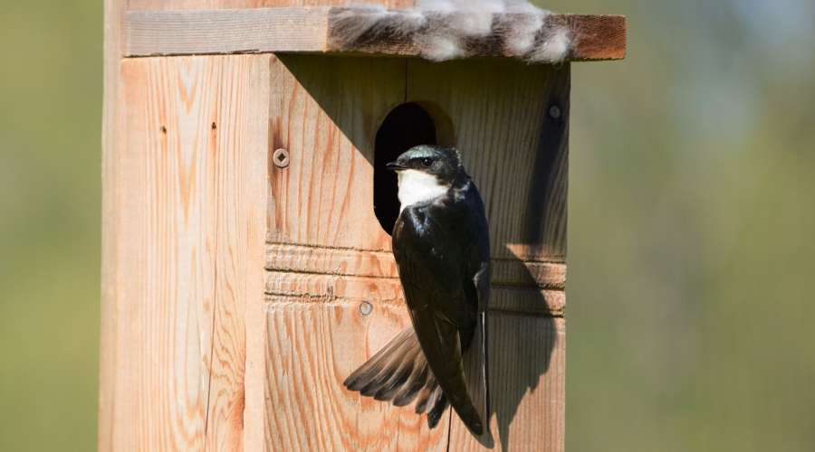 World Migratory Bird Day: Supporting Autumn Migration