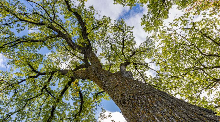 The Best Time to Plant a Tree… and Why Assiniboine Park’s Forest Needs Us Now