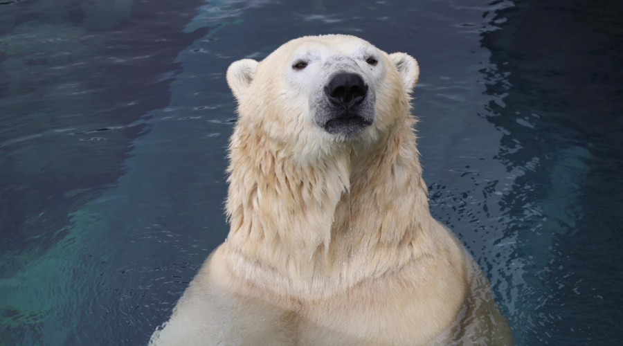 Polar Bear Research Updates