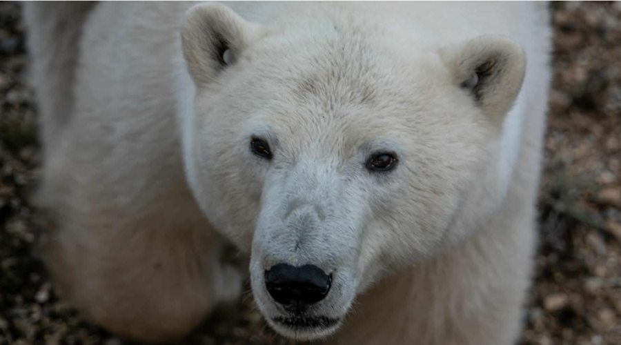 Arctic Ambassadors in Action: Supporting the Polar Bears