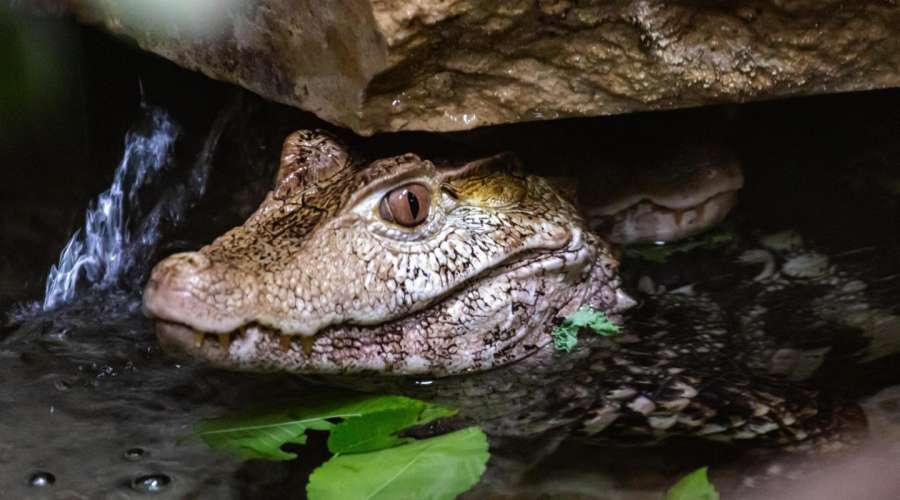 Creature Feature: Cuvier's Dwarf Caiman