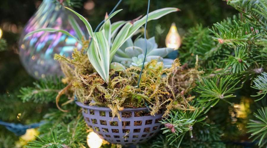 Celebrating the Holidays Sustainably