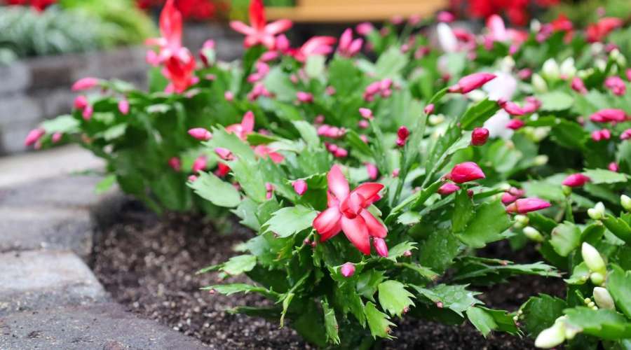 Plant Profile: Christmas Cactus