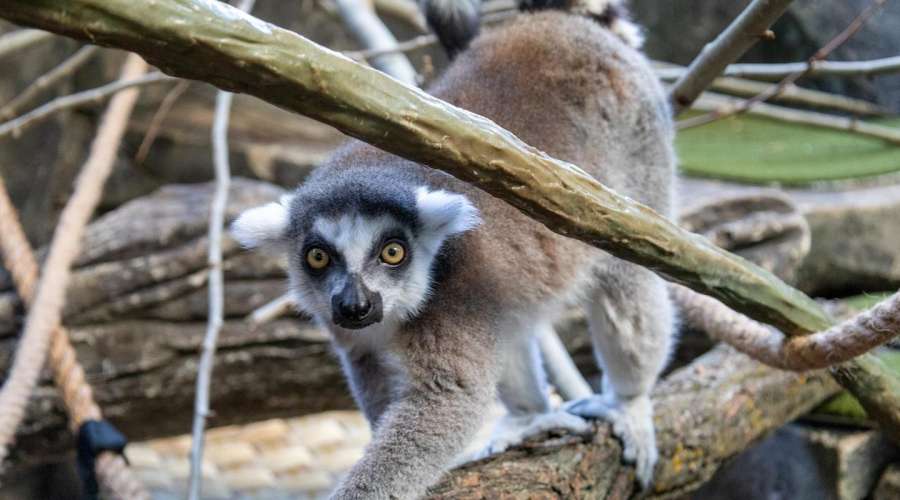 Swinging Into Action: Crafting Artificial Vines