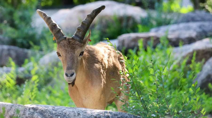 Creature Feature: West Caucasian Tur