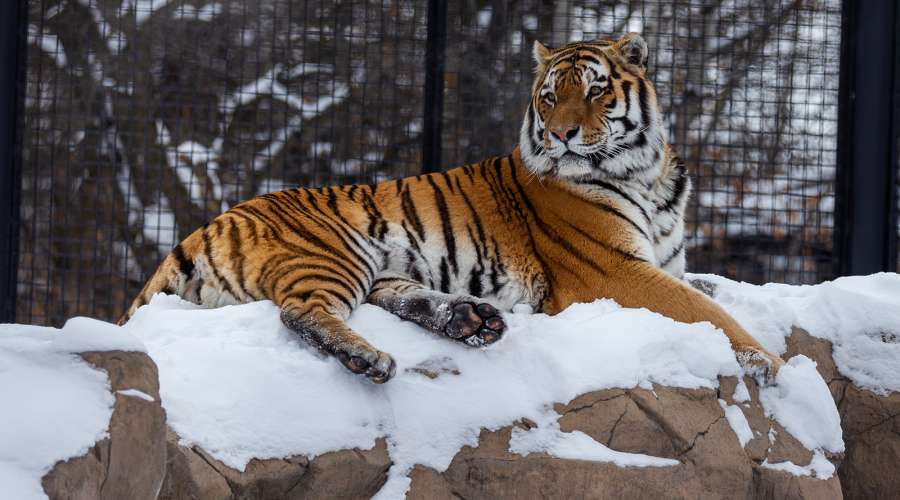 Creature Feature: Amur Tiger