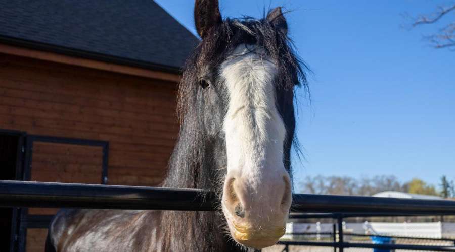 Creature Feature: Shire Draft Horse