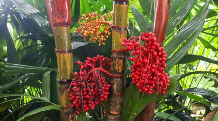 Plant Profile: Orange Crownshaft Palm
