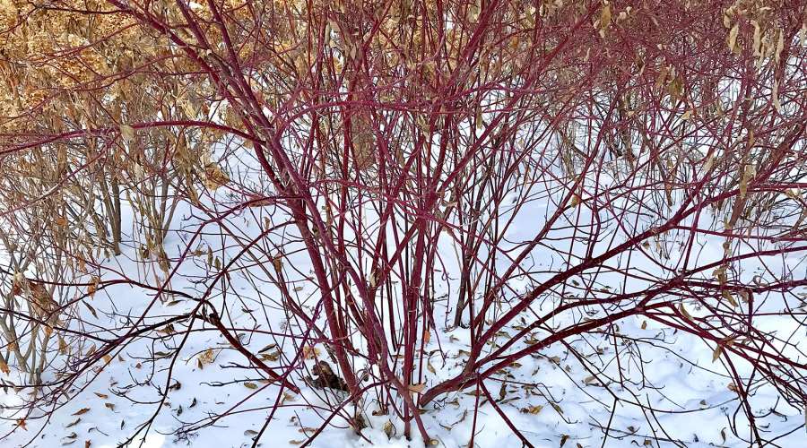 Plant Profile: Dogwood
