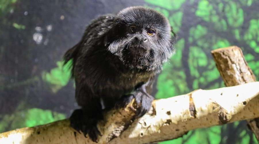 Creature Feature: Goeldi's Monkey