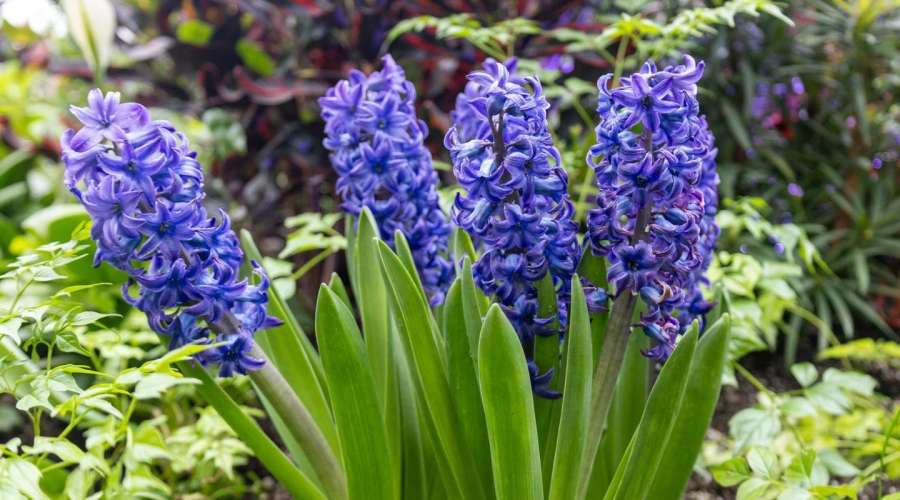 Plant Profile: Hyacinth