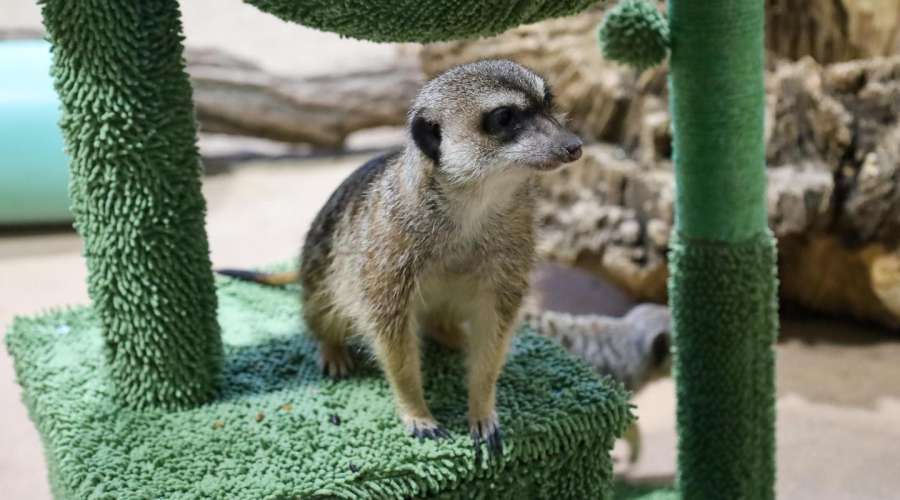 More Than Play: How We Provide Animal Enrichment