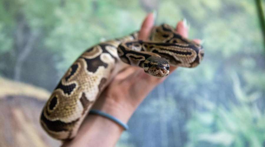 Creature Feature: Ball Python