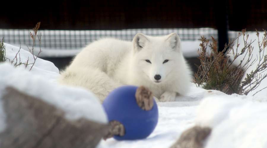 Arctic Fox