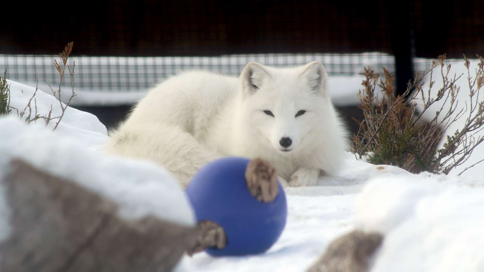 Creature Feature: Arctic Fox  Assiniboine Park Conservancy