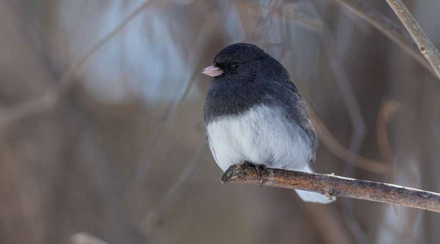 Stop the Strike: Five Ways to Protect Migratory Birds from Window Collisions