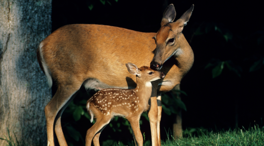 Wild Moms Know Best: How to Support Young Wildlife This Spring