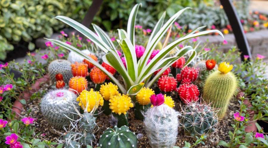 The Secret Language of Plant Colours
