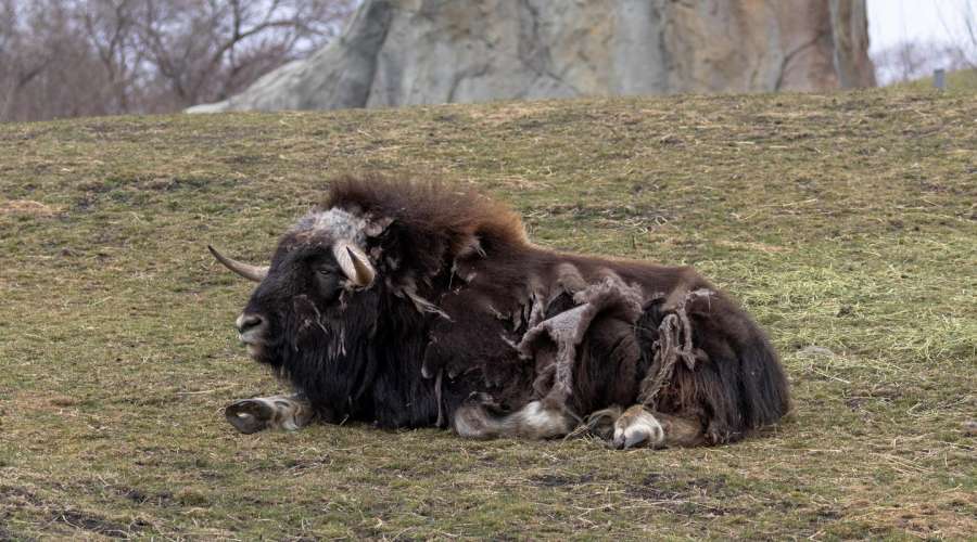 The Mighty Muskox