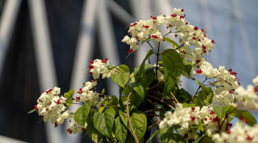 From Cutting to Climber: The Glory Bower Vine