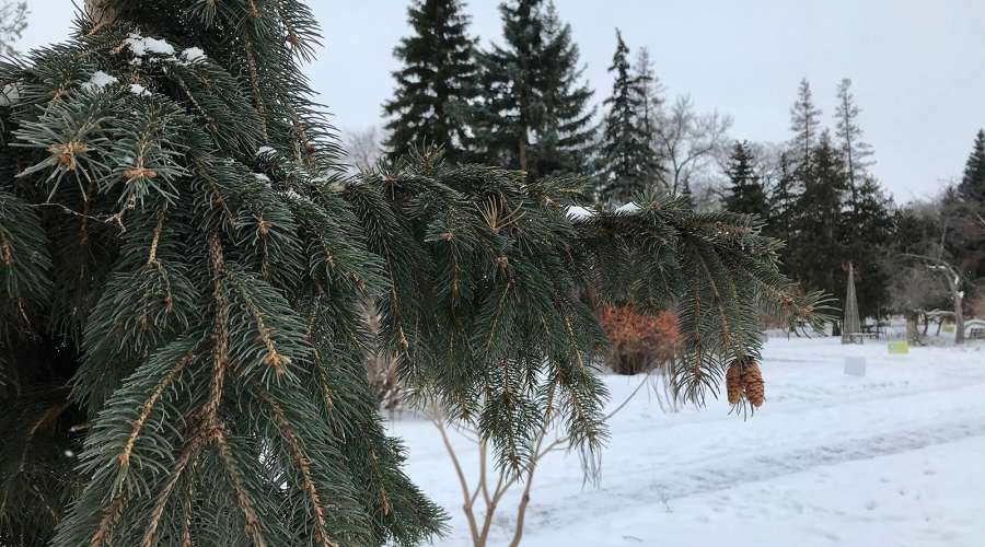 Plant Profile: Weeping Norway Spruce