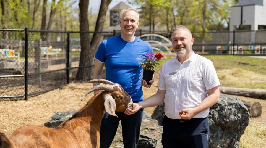 The Goats Are Helping Our Gardens Grow