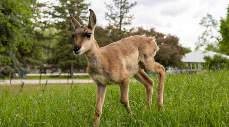 Meet the New Baby Pronghorn