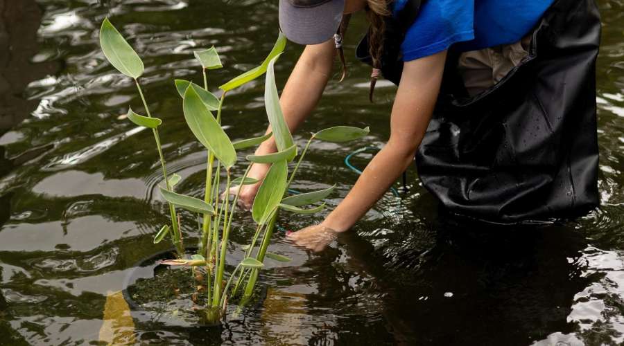 Aquatic Plants in the Leo Mol Scuplture Garden