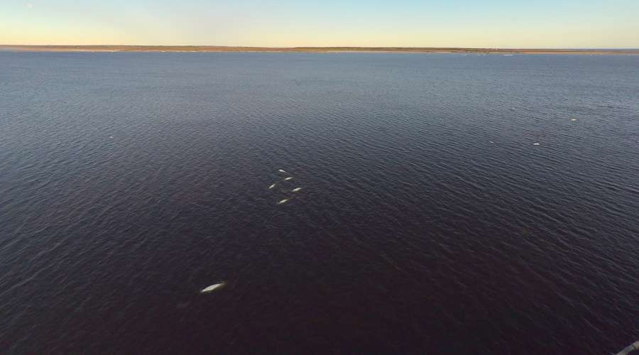 New Research Underway as Iconic Belugas Return to Churchill