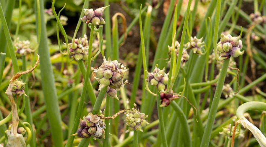 Plant Profile: Walking Onion