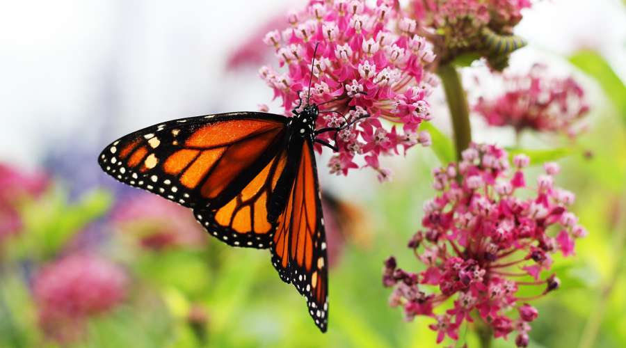 The Plight of the Monarch Butterfly