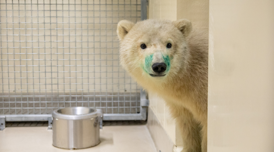 New Polar Bear Cub at the Zoo