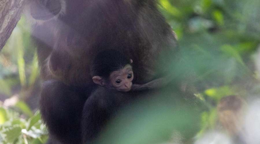 Our White-handed Gibbon Family