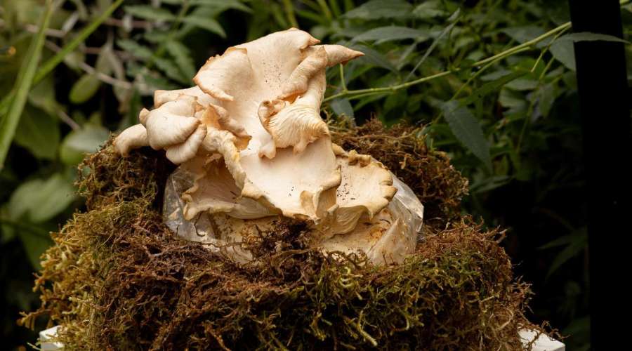 Plant Profile: Pink Oyster Mushroom