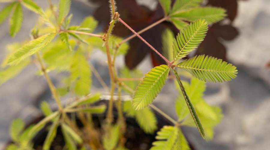 Plant Profile: Sensitive Plant